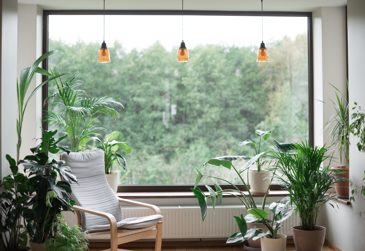 Plante care vor îmbunătăți calitatea aerului din casa ta